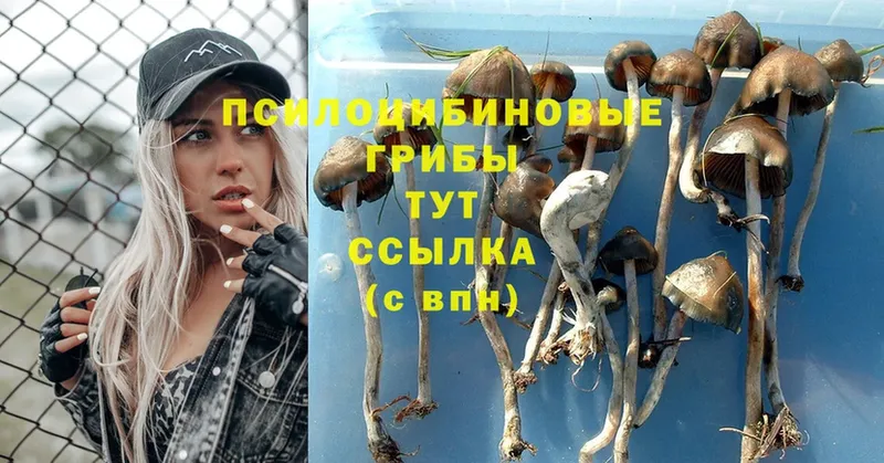 как найти   Высоковск  Псилоцибиновые грибы Psilocybe 